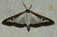 Cydalima perspectalis