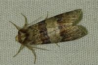 Cymatophorina diluta