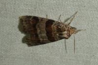 Cymatophorina diluta