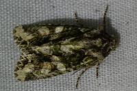 Dryobotodes eremita