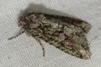 Dryobotodes eremita