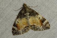 Dysstroma truncata