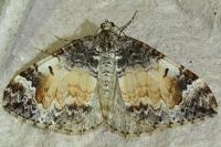 Dysstroma truncata