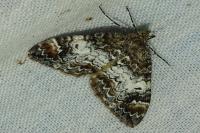 Dysstroma truncata