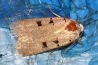 Eugnorisma glareosa