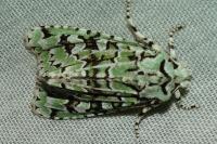 Griposia aprilina