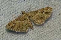 Gymnoscelis rufifasciata