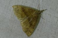 Hypena proboscidalis
