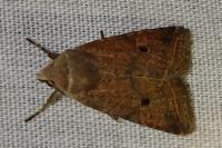 Leptologia lota