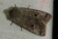 Leptologia lota