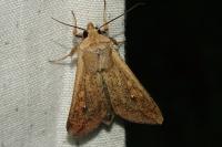 Mythimna unipuncta