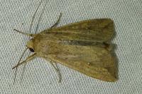Mythimna unipuncta