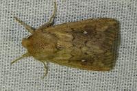 Mythimna albipuncta