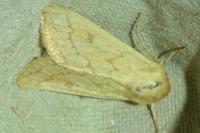 Mythimna vitellina