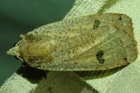 Noctua pronuba