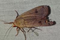 Noctua pronuba