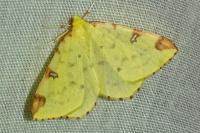 Opisthograptis luteolata
