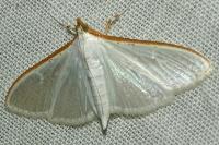 Palpita vitrealis