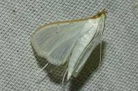 Palpita vitrealis