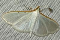 Palpita vitrealis
