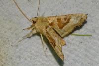 Phlogophora meticulosa