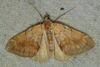 Pennithera firmata firmata