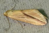 Rhodometra sacraria