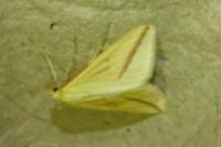 Rhodometra sacraria