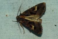 Trigonophora flammea
