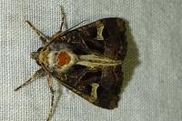 Trigonophora flammea