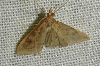 Udea ferrugalis