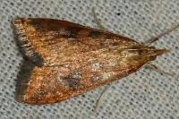 Udea ferrugalis