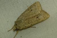Xestia castanea