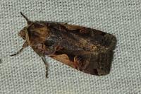 Xestia c-nigrum