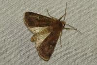 Xestia xanthographa