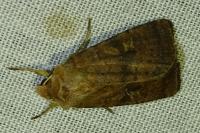 Xestia xanthographa