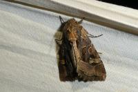 Trigonophora jodea