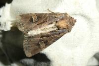 Trigonophora jodea