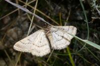 Calamodes occitanaria