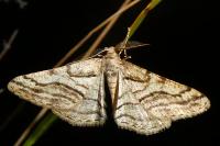 Calamodes occitanaria