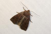 Conistra ligula