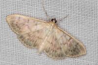 Patania ruralis