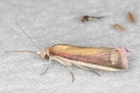 Oncocera semirubella