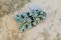 Griposia aprilina