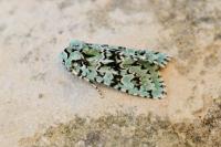 Griposia aprilina