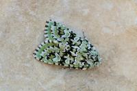 Griposia aprilina