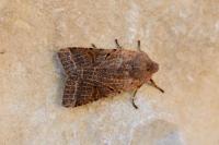 Agrochola lychnidis