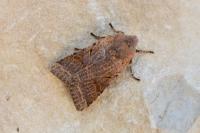 Agrochola lychnidis