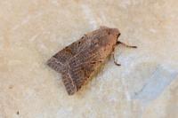 Agrochola lychnidis