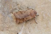 Agrochola lychnidis